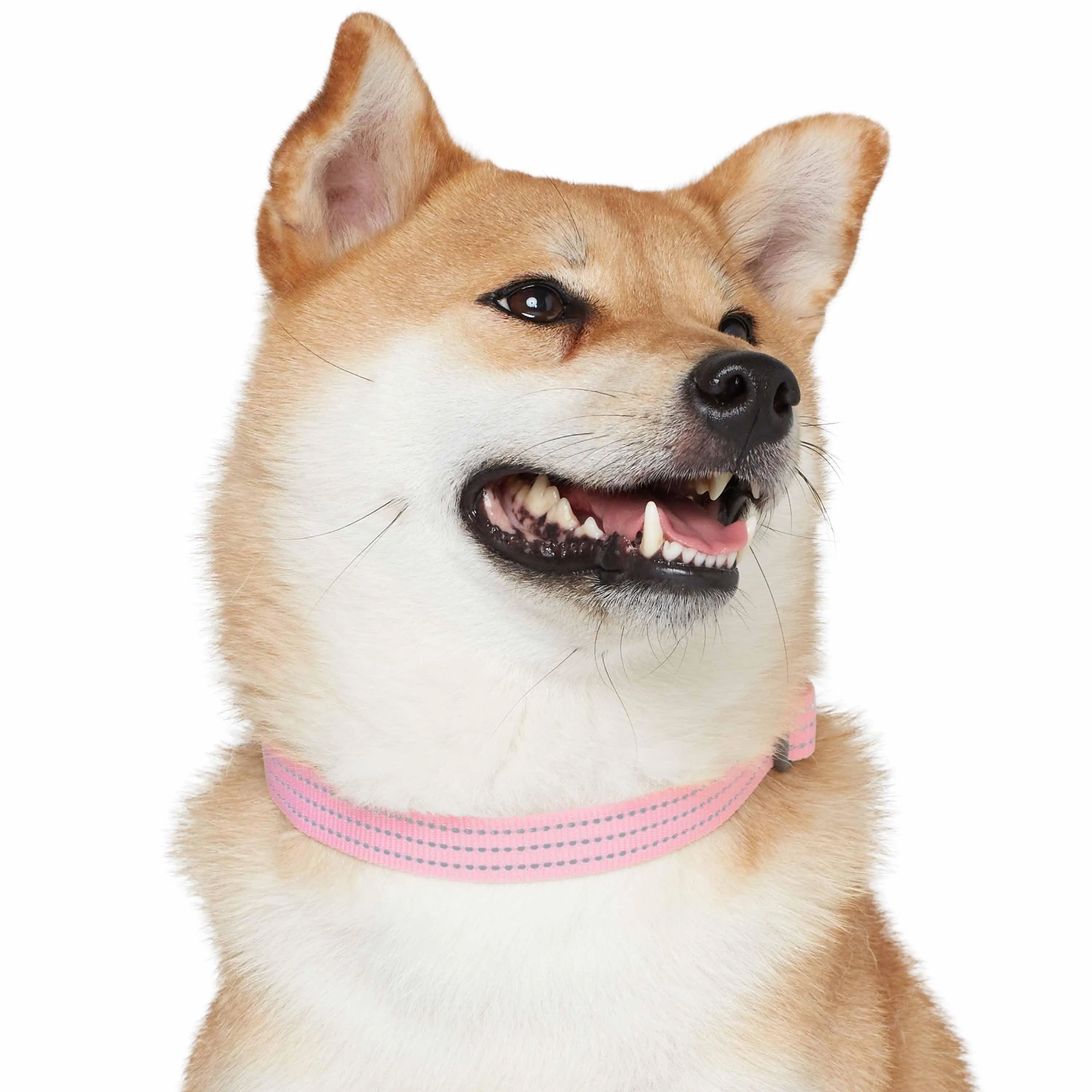 Better Basics Reflective Dog Collar