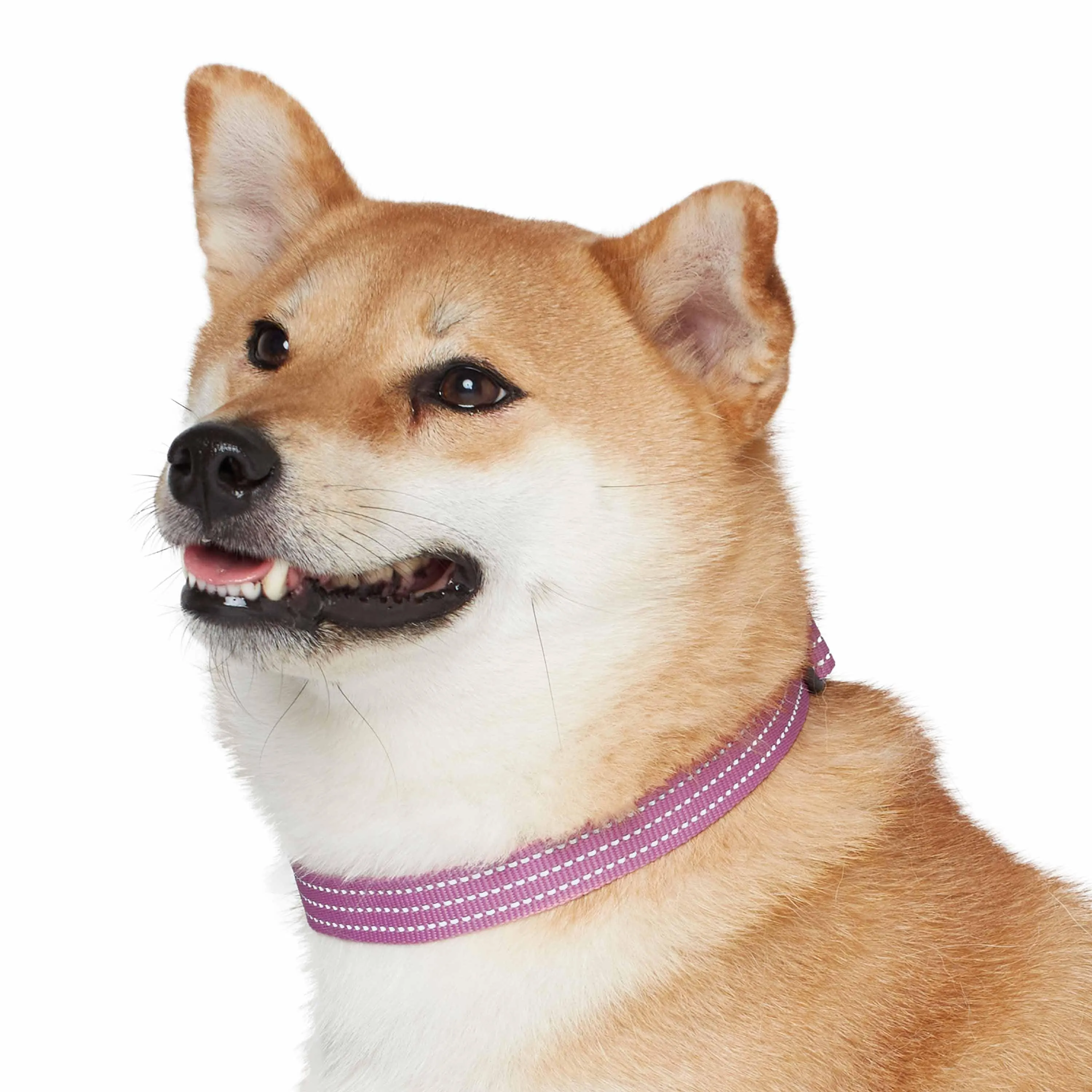 Better Basics Reflective Dog Collar