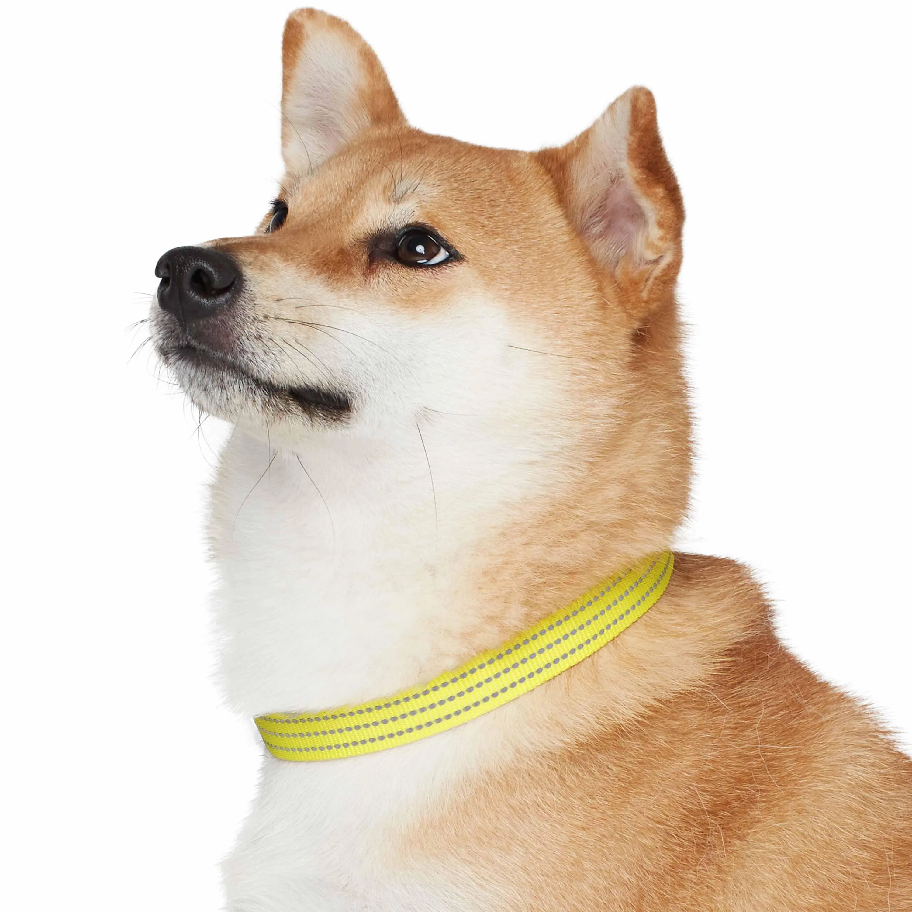 Better Basics Reflective Dog Collar