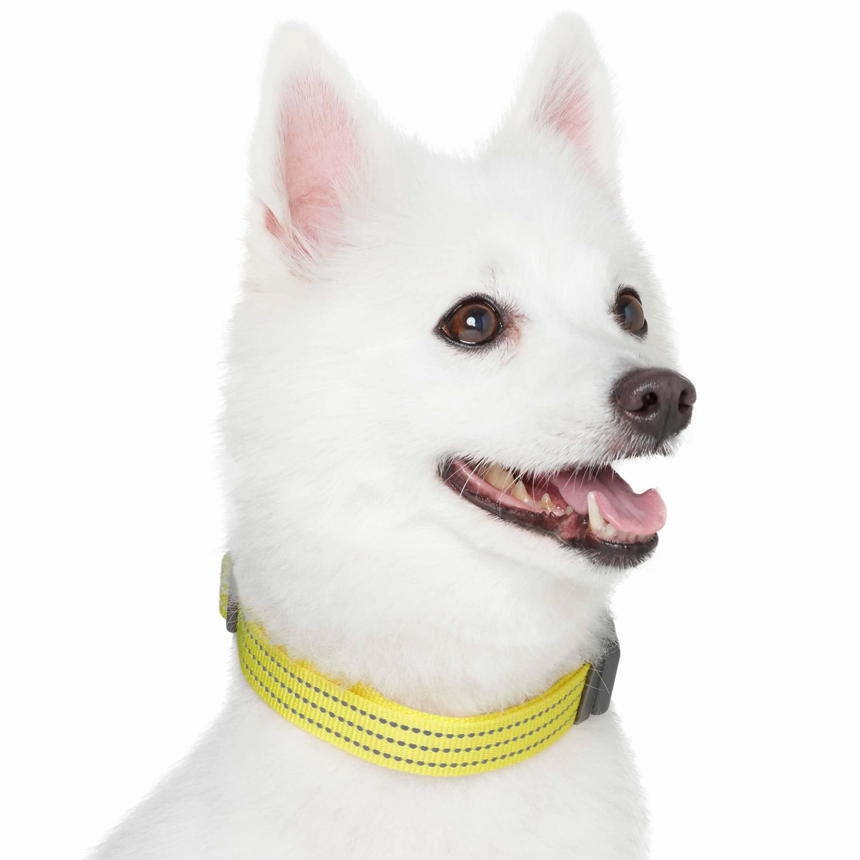 Better Basics Reflective Dog Collar