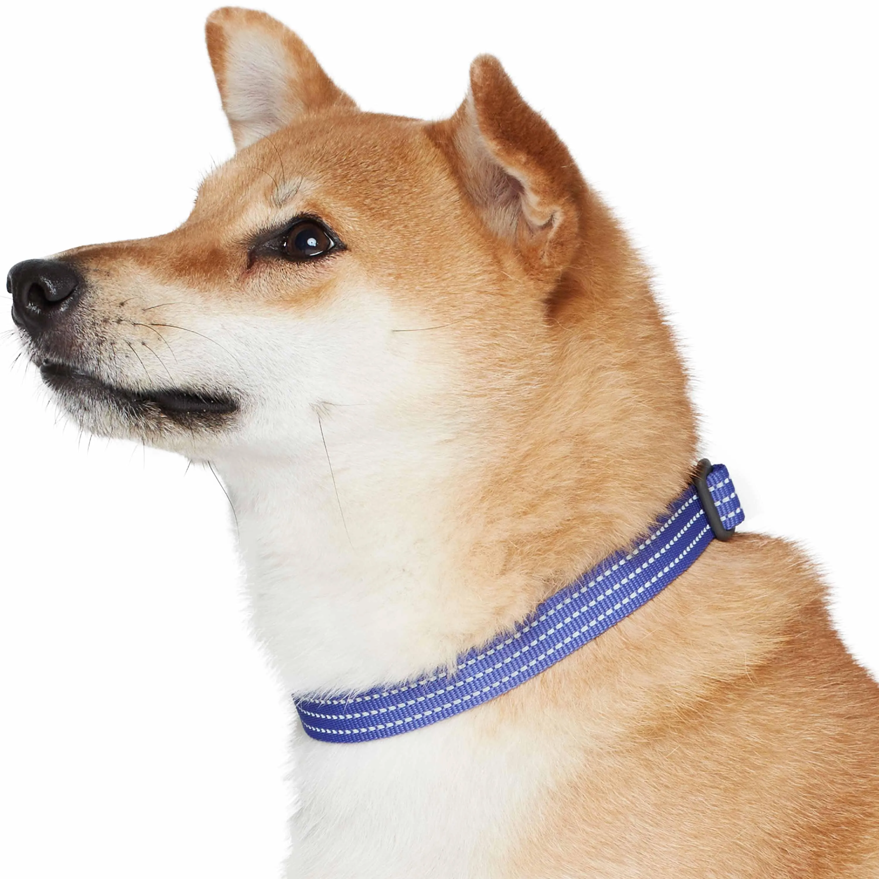 Better Basics Reflective Dog Collar