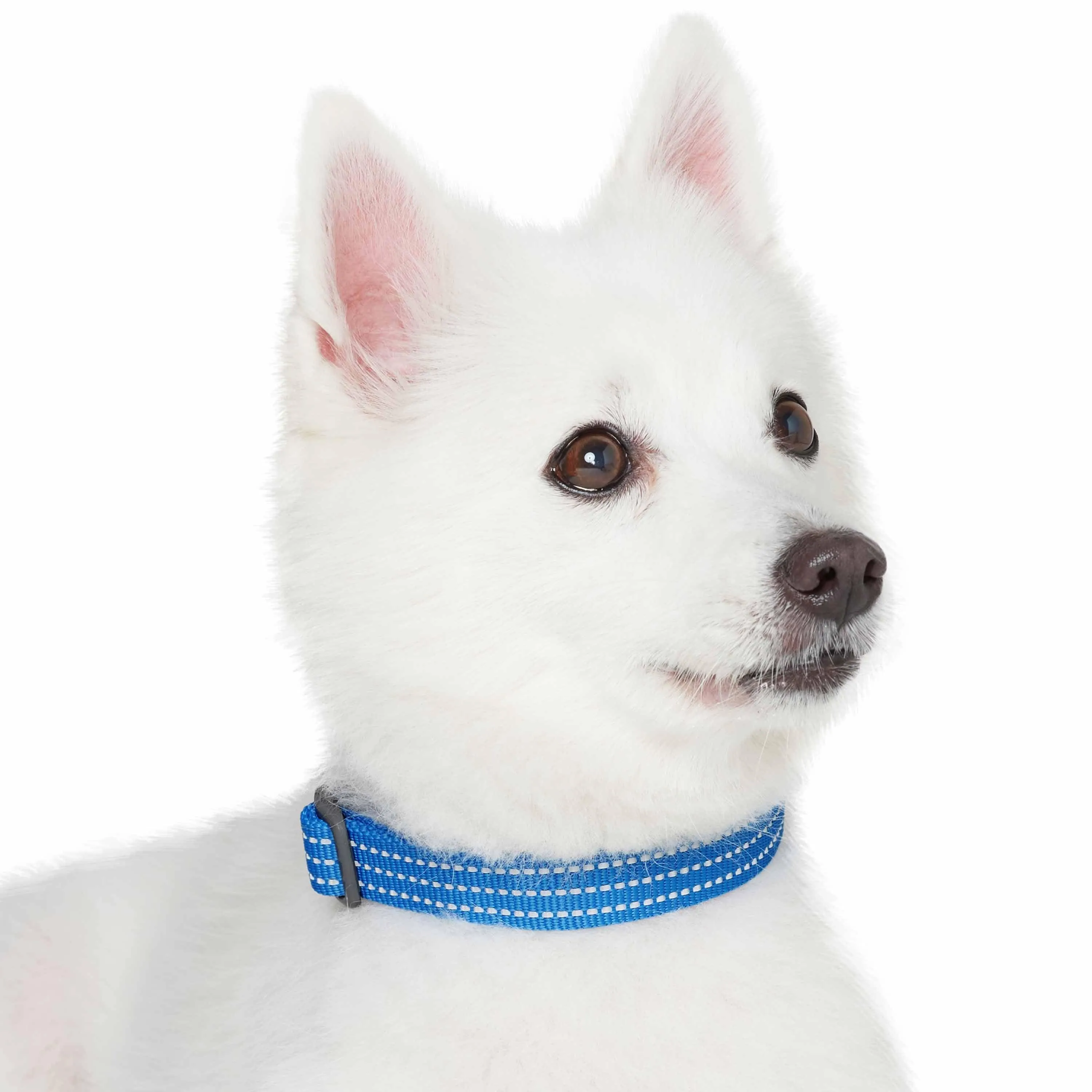 Better Basics Reflective Dog Collar
