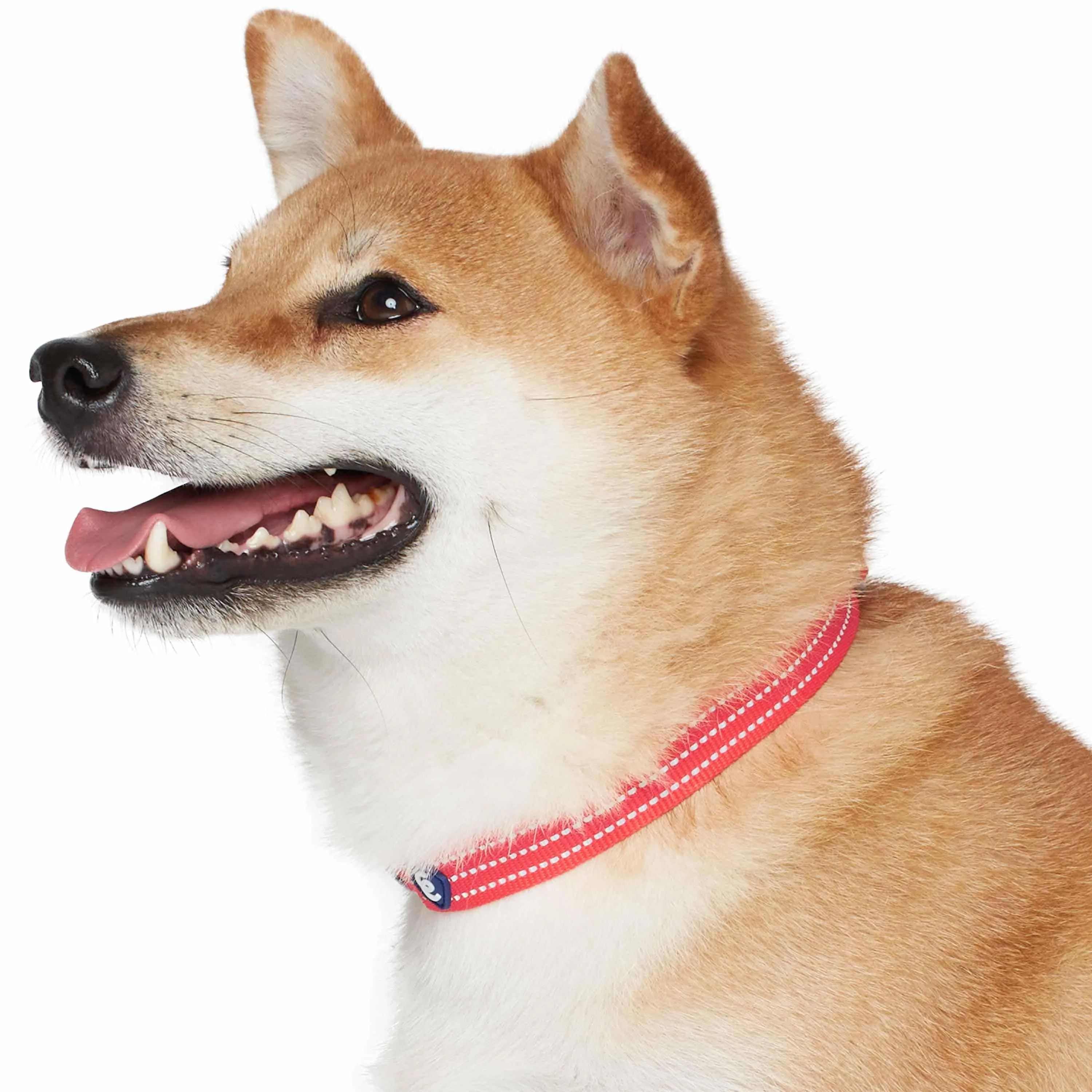 Better Basics Reflective Dog Collar