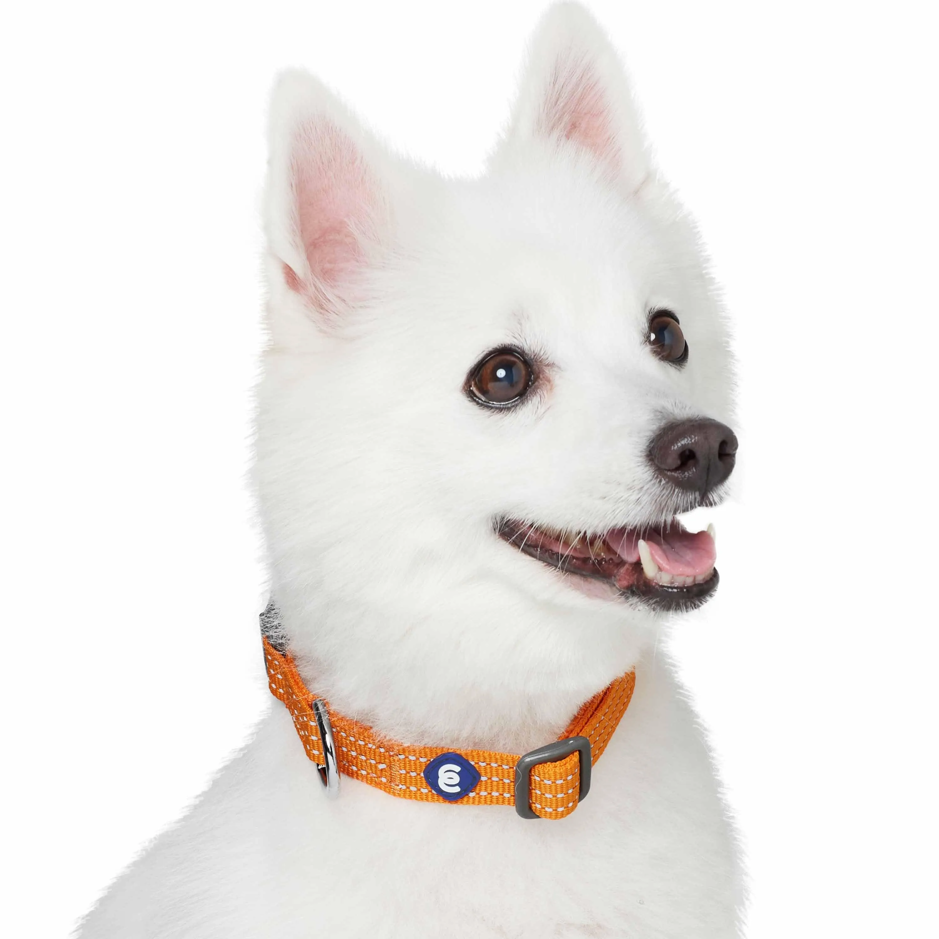 Better Basics Reflective Dog Collar