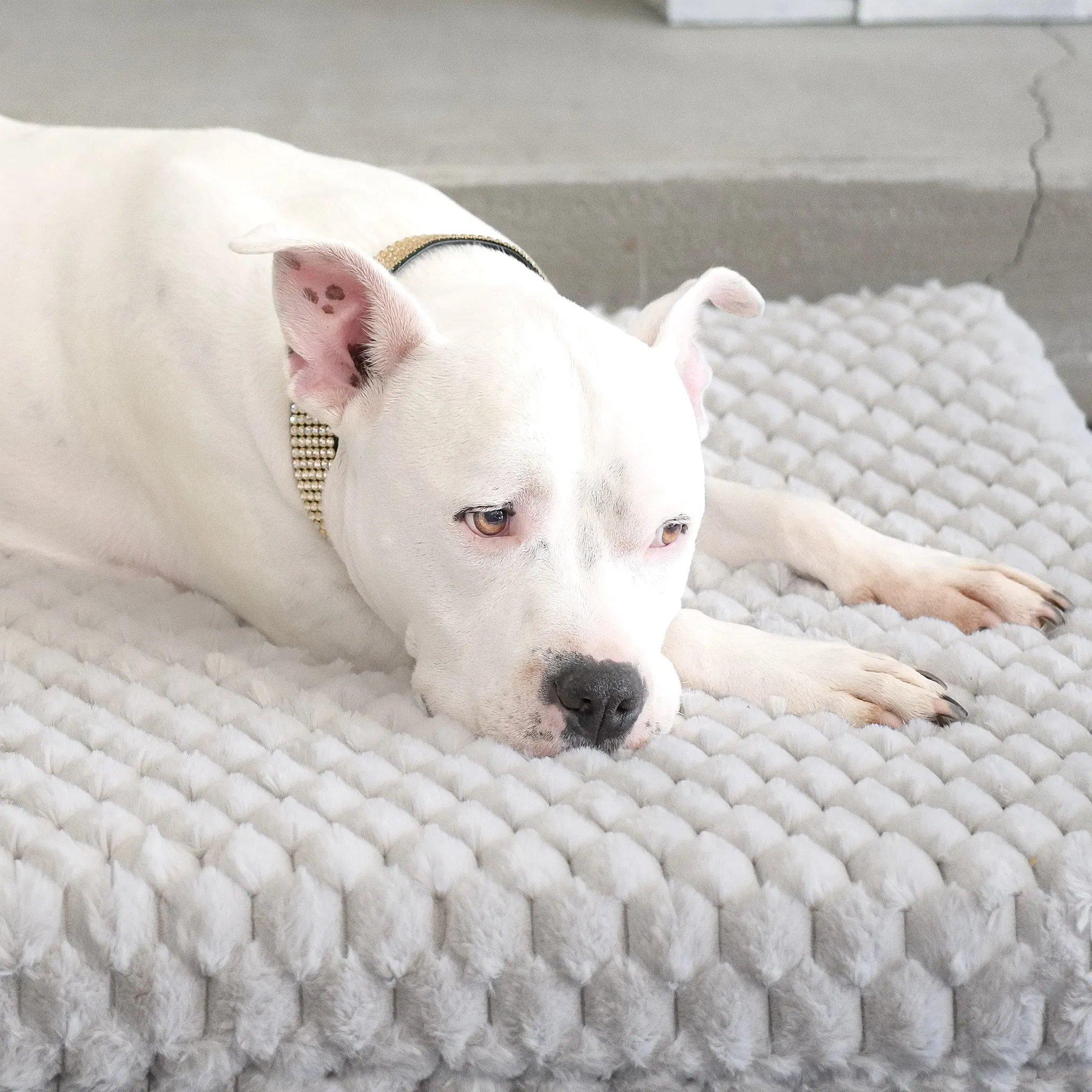 Katie Puff® Ortho Rectangle Companion-Pedic® Luxury Dog Bed