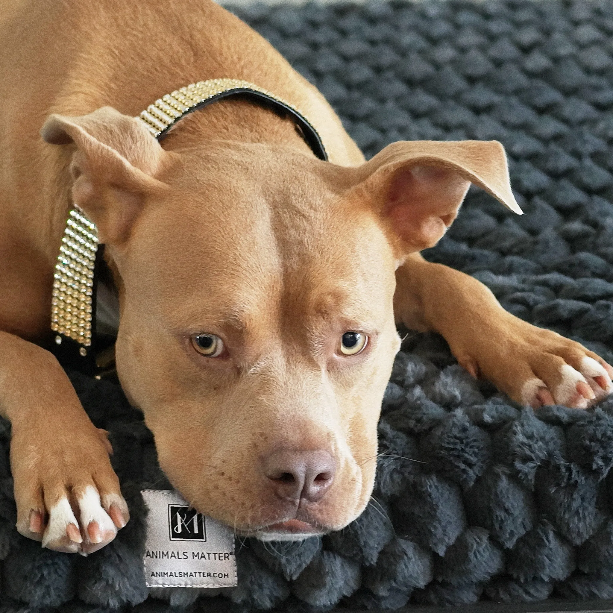 Katie Puff® Ortho Rectangle Companion-Pedic® Luxury Dog Bed