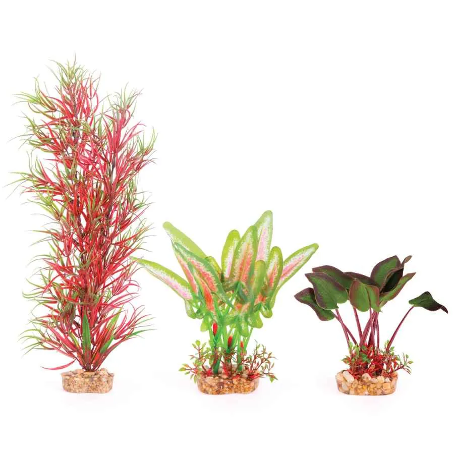 Kazoo Silk Plant Mulitpack 1