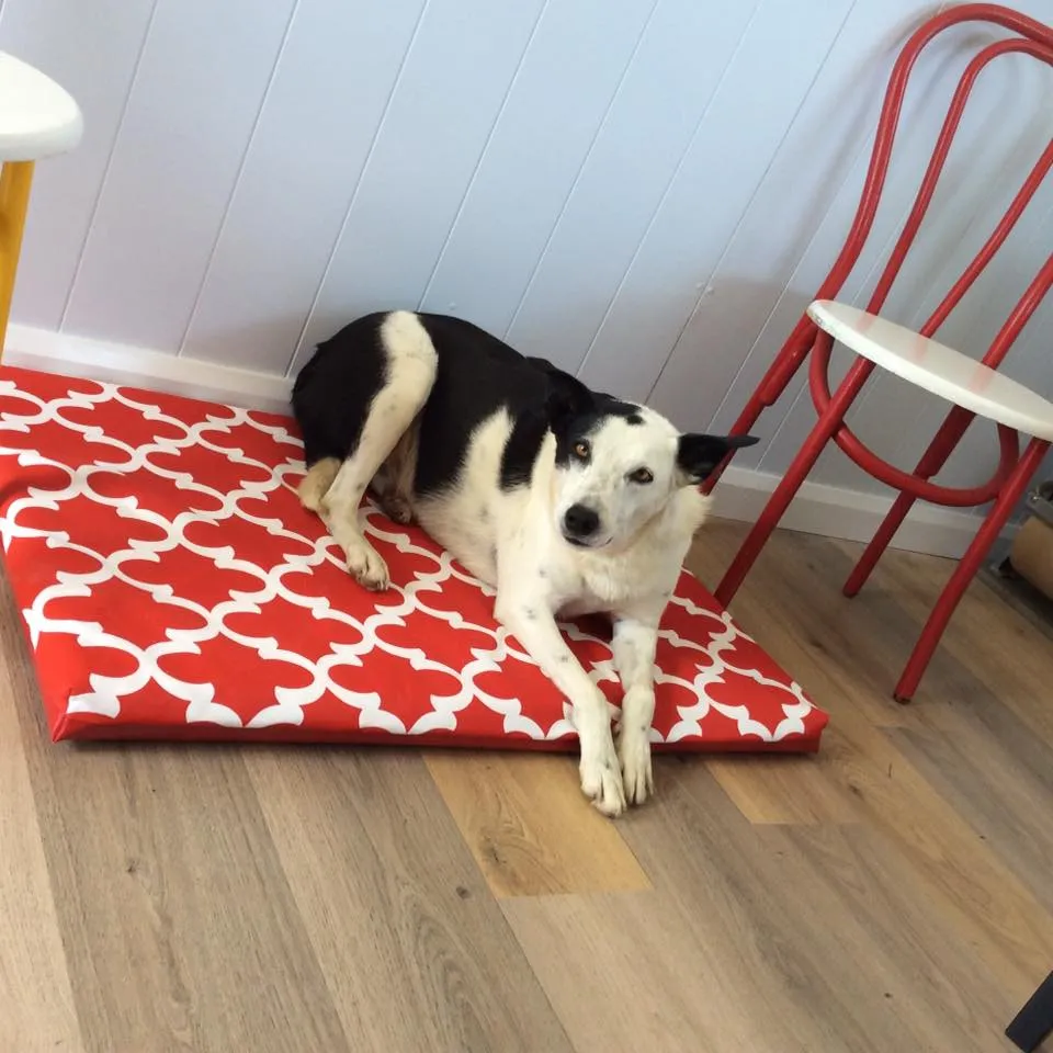 N'hay Gear Dog Bed - Foam Mattress and Acrylic Canvas Cover